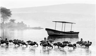 lake naivasha