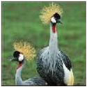 bird safari