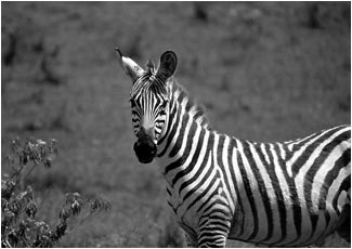 zebra